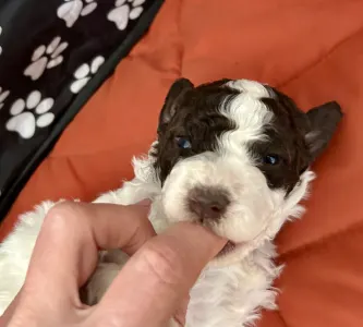Lagotto Romagnolo - Big Nose Kate