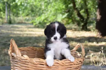 Border Collie - Dazzling Borders Addicted To You 