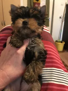 Yorkshire Terrier - Larissa