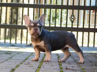French Bulldog - Emily