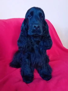 Angol Cocker spániel - Xenobia 