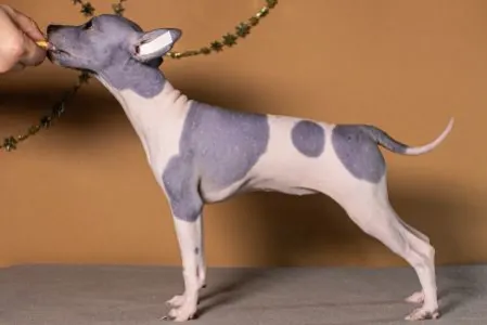 American Hairless Terrier - Astrea Light