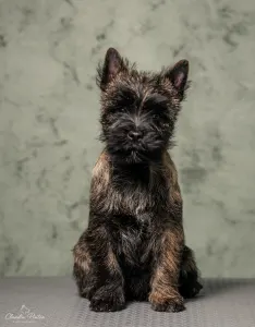 Cairn Terrier - Tiramisu