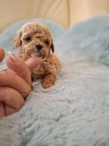 Maltipoo - Maltipoo Toy F