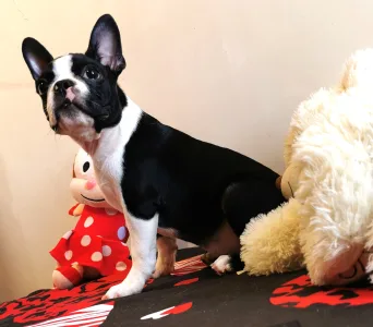 Boston Terrier - Wide Wings Black