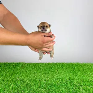 Shiba inu - Yamato