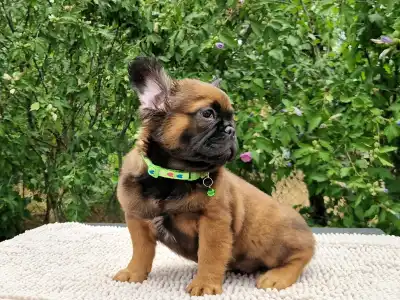 French Bulldog - Mókás