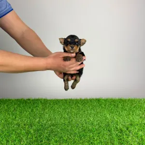 Yorkshire terrier - Randy