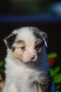 Berger australien - Winstead Nothing Else Matters