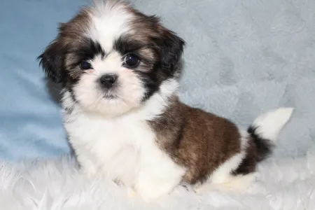 Shih Tzu - Amira