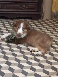 Australian Shepherd - Dailos Money Talks