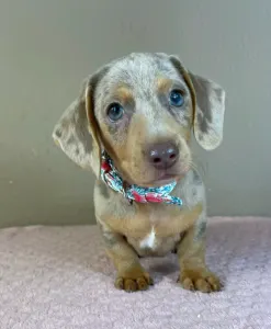 Dachshund - Lucas