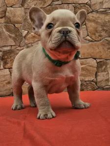 Französische Bulldogge - Daniel