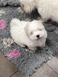 Coton de Tuléar - Bono