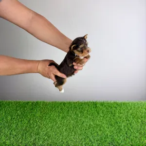 Yorkshire Terrier - Medox