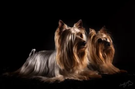 Terrier australien à poil soyeux - Mystery Guest