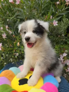 Border Collie - Gingers Heritage Despacito
