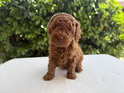 Poodle Miniature - Inka