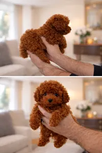 Toy Pudel - Poodle Mini Toy F Red