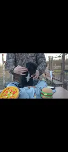 Cane corso - Dolce Assassino P