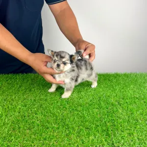 Chihuahua - Lindsay