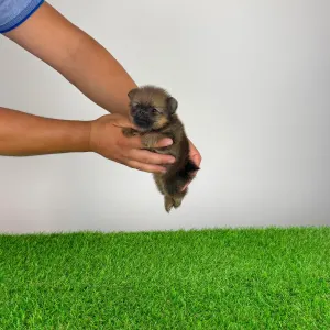 Pomeranian - Nina