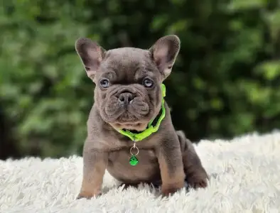 Französische Bulldogge - Bingó