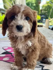 Cavapoo - Brownie