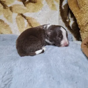Border Collie - Dazzling Borders