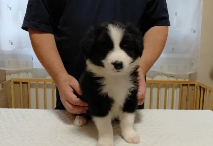 Border Collie - Brilliant