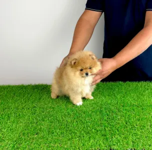 Pomeranian - Pici Bello