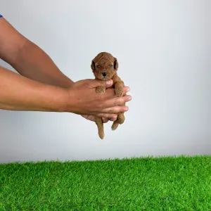 Caniche Nain - Velvet