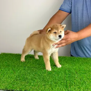 Shiba - Taiyo
