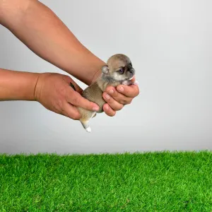 Чихуахуа - Esta