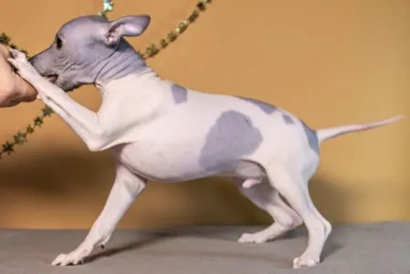 American Hairless Terrier - Andor Blue