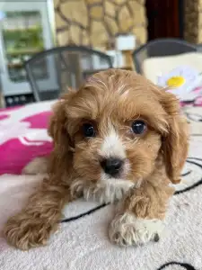 Cavapoo - Teddy