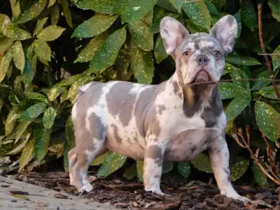 French Bulldog - Alíz