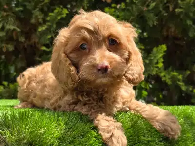 Cavapoo - Milky