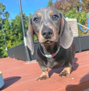 Dachshund - Oliver
