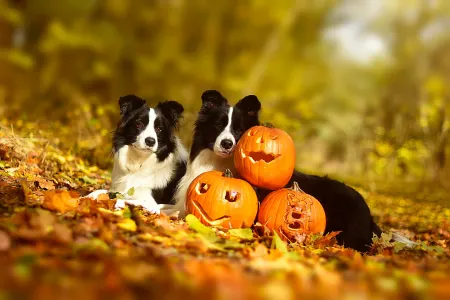 Border Collie - Leclway 
