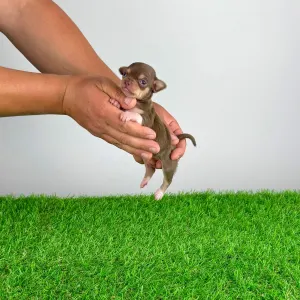 Chihuahua - Gussy