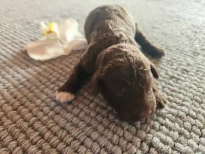 Lagotto Romagnolo - Argo