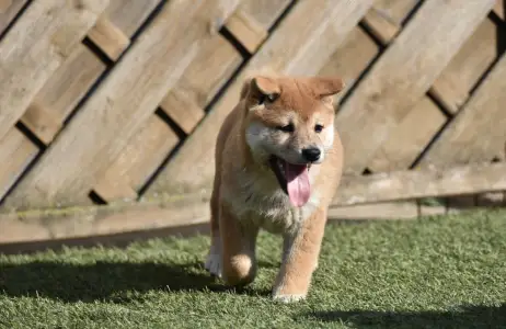 Shiba - Bravados Fugu