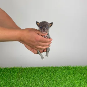 Чихуахуа - Derry