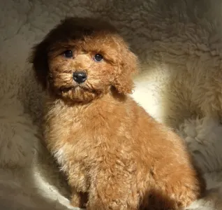Cavapoo - Mona