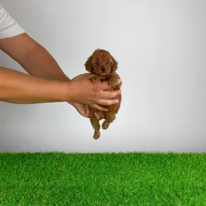 Poodle Toy - Xixo
