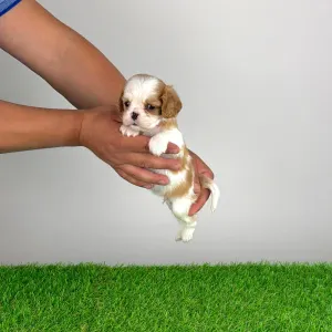 Cavalier King Charles Spaniel - Lotus