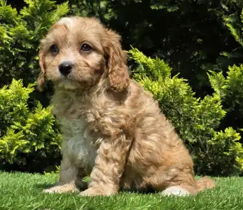 Cavapoo - Bob