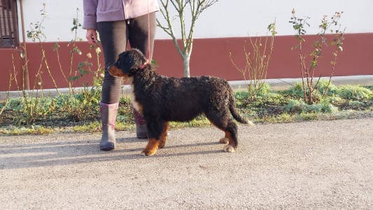 Bernese Mountain Dog - Emmy