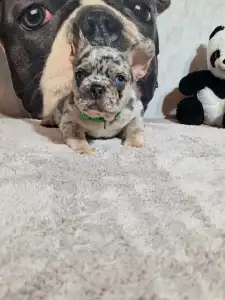 Французский бульдог - French Bulldog Merla Tan Boy
